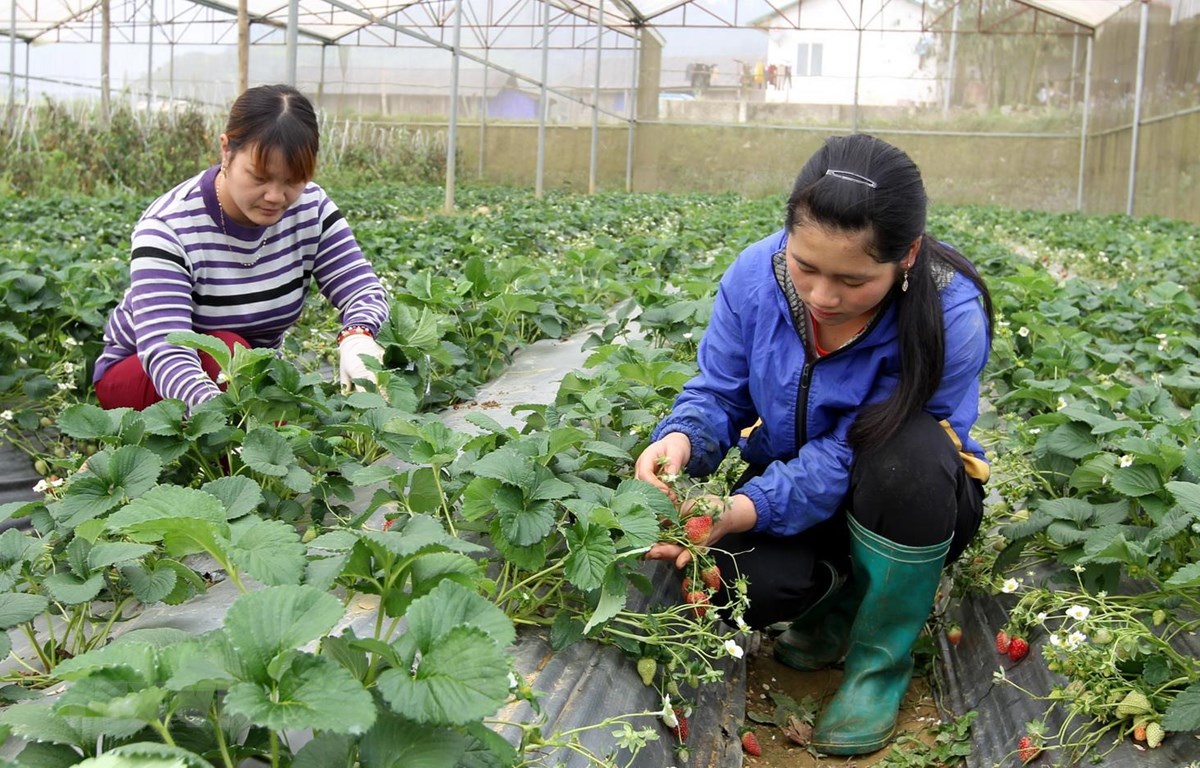Lào Cai: Những miệt vườn vùng cao độc đáo hớp hồn khách du lịch